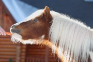 equestrian horse boarding training pipe stalls training arena mare barn