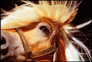 horse boarding and training